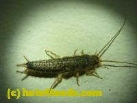/home//u458753944/public_html/sourcegallery//////Insects and small critters/silverfish (Zygentoma)/P1060380.JPG